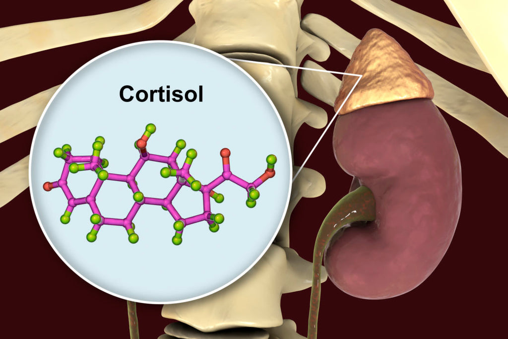 El Impacto del Cortisol en la salud Muscular y el Papel de la Fisioterapia en su Manejo